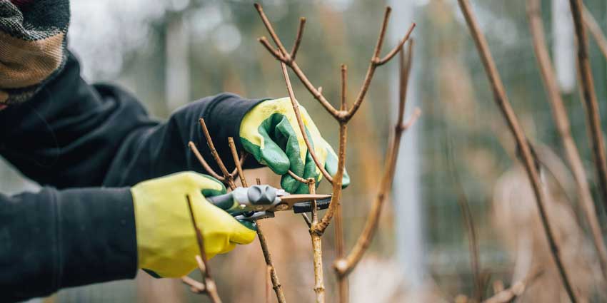 garden-cleaning-1